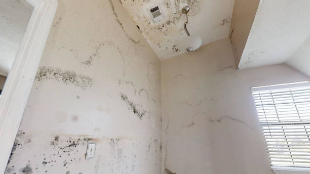 Best Mold Documentation for Insurance Claims  in , AK