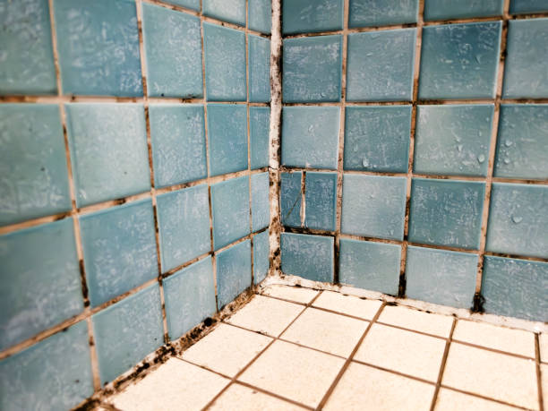 Best HVAC Mold Inspection and Cleaning  in , AK