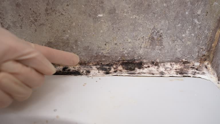 Best Water Damage & Mold Remediation  in , AK