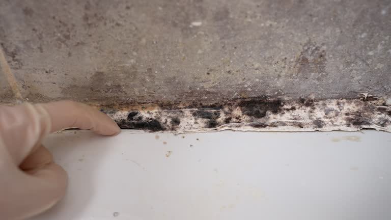 Best Mold Odor Removal Services  in , AK